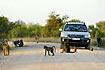 A troop of baboons resting on the road and blocking the traffic