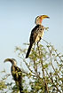 A pair of hornbills in the tree tops