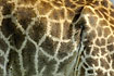 The yellow and brown pattern of the giraffe fur