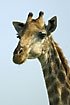 Foto af Giraf (Giraffa camelopardalis). Fotograf: 