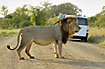 Tourist is hanging out of the window trying to photograph a male lion