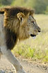 Close up of walking male lion