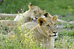 Alert lioness with young lions in the background