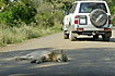 Young male lion sleeping on the gravel road in the national park