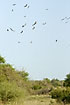 Vultures cirkling over carrion