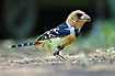 Crested Barbet with a bill filled with food