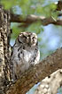 African Scops Owl trying to take a rest in the daylight hours
