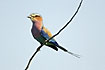 Lilac-breasted Roller - a diagnostic bird for the dry savannah