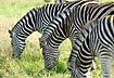 Zebra grazing in a row