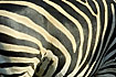 The black and white pattern of a zebra