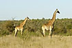 Giraffe mother and young on the savannah