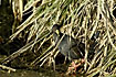 Photo ofBlack Crake  (Amaurornis flavirostra). Photographer: 