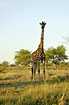 Giraffe higher than the small trees on the savannah