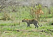Leopard on the bush savannah