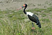 A big and beautiful stork