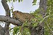 Leopard resting in a tree during the day