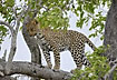 Leopard stretching after a nice nab in the tree