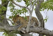 Leopard in a tree during the day