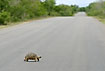 Tortoise crossing the road in a very slow pace