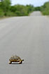 Tortoise crossing the road in a very slow pace
