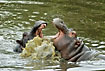 Hippoes playing and fighting in the river