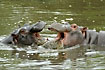 Hippoes playing and fighting in the river