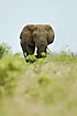 Big elephant crossing the savannah