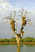 Dead tree with weaver nests