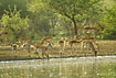 A group of impalas drinking at water hole