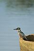 The largest kingfisher in Africa and the world