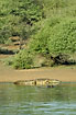 Nile Crocodile on the lake shore