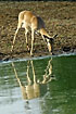 Impala reflected in the algae infested water hole