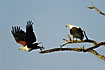 A pair of African Fish-Eagles