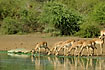Thirsty impalas challenging death by drinking close to a Nile Crocodile