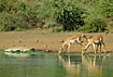 Thirsty impalas challenging death by drinking close to a Nile Crocodile