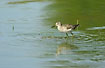 Wood Sandpiper making rings in the water