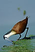 African Jacana looking for food