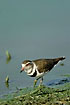 Three-Banded Plover in the algae-infested water