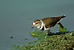Three-Banded Plover in algae-infested water