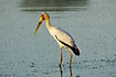 Foto af Afrikansk Skovstork (Mycteria ibis). Fotograf: 