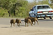 Warthogs running after car