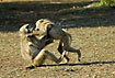 Aggressive baboons fighting