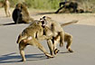 Agressive baboons fighting