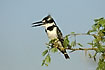 Pied Kingfisher calling