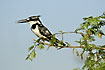 Pied Kingfisher calling from an acacia tree