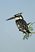 Pied Kingfisher on acacia