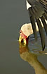 Yellow-billed Stork fishing for food with the bill