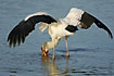 Foto af Afrikansk Skovstork (Mycteria ibis). Fotograf: 
