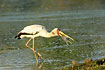Yellow-billed Stork with nice catch