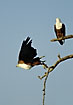 African Fish-Eagle taking a dive